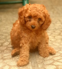 Photo №4. I will sell poodle (royal) in the city of Tbilisi. private announcement - price - 400$