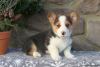 Photo №3. KC Registered Pembrokeshire Corgi Puppies 1(281)698-7719. United States