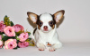 Photo №2 to announcement № 32606 for the sale of chihuahua - buy in Russian Federation from nursery, breeder