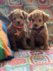 Additional photos: Toy Poodle puppies for sale