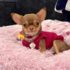 Photo №1. chihuahua - for sale in the city of Helsinki | 475$ | Announcement № 123300