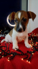 Additional photos: Jack Russell Terrier puppies