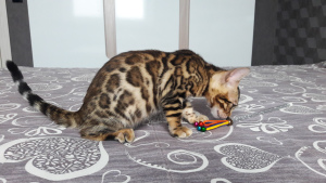 Photo №4. I will sell bengal cat in the city of Gomel. from nursery - price - 800$