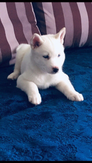 Photo №4. I will sell siberian husky in the city of Kemerovo. private announcement, from nursery, breeder - price - Is free