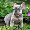 Photo №2 to announcement № 100243 for the sale of french bulldog - buy in Germany private announcement, from the shelter, breeder