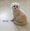 Photo №1. scottish fold - for sale in the city of Tula | 196$ | Announcement № 7733