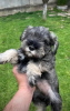 Photo №2 to announcement № 110672 for the sale of standard schnauzer - buy in Serbia 