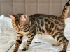 Additional photos: Gorgeous Bengal boy