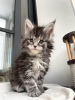 Photo №1. maine coon - for sale in the city of Quedlinburg | 423$ | Announcement № 97752