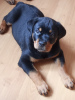 Photo №2 to announcement № 69986 for the sale of rottweiler - buy in Russian Federation private announcement