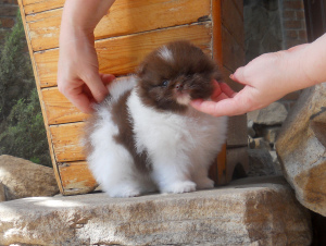 Photo №1. pomeranian - for sale in the city of Krasnodar | negotiated | Announcement № 3316