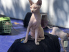 Photo №2 to announcement № 20820 for the sale of sphynx-katze - buy in Switzerland private announcement