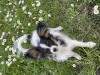 Photo №2 to announcement № 19632 for the sale of papillon dog - buy in Belarus from nursery