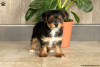 Photo №1. yorkshire terrier - for sale in the city of Göttingen | 528$ | Announcement № 63825