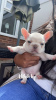 Photo №2 to announcement № 117871 for the sale of french bulldog - buy in Germany private announcement