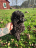 Photo №1. poodle (toy) - for sale in the city of Tallinn | 1040$ | Announcement № 29282