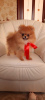 Photo №2 to announcement № 51378 for the sale of pomeranian - buy in Belarus breeder