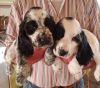 Additional photos: English Cocker Spaniel puppies