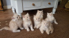 Photo №2 to announcement № 69134 for the sale of persian cat - buy in Finland 