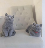 Photo №2 to announcement № 108600 for the sale of british shorthair - buy in Germany private announcement, from nursery, from the shelter, breeder