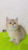 Photo №1. british shorthair - for sale in the city of Berlin | 600$ | Announcement № 32960