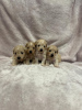 Additional photos: Maltipoo puppie