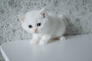 Photo №2 to announcement № 6638 for the sale of british shorthair - buy in Belarus breeder
