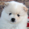 Photo №1. pomeranian - for sale in the city of Brasília | 265$ | Announcement № 45717