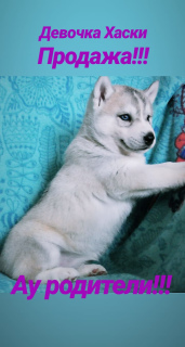 Photo №2 to announcement № 5112 for the sale of siberian husky - buy in Russian Federation breeder