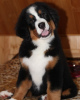 Photo №1. bernese mountain dog - for sale in the city of Mogilyov | 548$ | Announcement № 15910