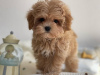 Additional photos: Gorgeous little Maltipoo puppies.