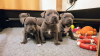 Photo №1. staffordshire bull terrier - for sale in the city of Гамбург | 400$ | Announcement № 19049