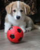 Photo №1. welsh corgi - for sale in the city of Mogilyov | 740$ | Announcement № 93602