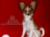 Photo №1. papillon dog - for sale in the city of Saratov | negotiated | Announcement № 39353