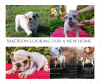 Photo №2 to announcement № 71260 for the sale of english bulldog - buy in Poland breeder