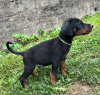 Photo №4. I will sell dobermann in the city of Belgrade. breeder - price - negotiated