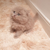 Photo №4. I will sell british shorthair in the city of Unna.  - price - 539$