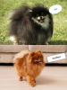 Photo №3. Pomeranian Spitz. Germany