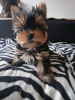 Photo №1. yorkshire terrier - for sale in the city of Заксен-Ансбах | 280$ | Announcement № 46169
