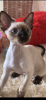 Photo №2 to announcement № 13183 for the sale of devon rex - buy in Ukraine from nursery