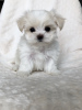 Photo №1. maltese dog - for sale in the city of Berlin | 158$ | Announcement № 109112