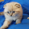 Photo №2 to announcement № 35312 for the sale of scottish fold - buy in Belarus private announcement