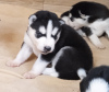 Photo №2 to announcement № 107763 for the sale of siberian husky - buy in Finland private announcement