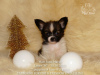 Photo №4. I will sell papillon dog in the city of Москва. from nursery - price - Is free