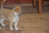 Photo №1. shiba inu - for sale in the city of Charleroi | Is free | Announcement № 93068