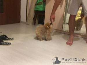 Photo №4. I will sell german spitz in the city of Eagle. breeder - price - 703$