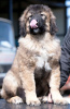 Photo №2 to announcement № 18281 for the sale of caucasian shepherd dog - buy in Russian Federation from nursery