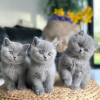 Photo №2 to announcement № 117314 for the sale of british shorthair - buy in Finland private announcement, breeder