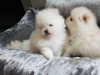 Photo №2 to announcement № 124506 for the sale of pomeranian - buy in Netherlands private announcement, breeder