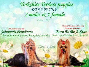 Additional photos: Yorkshire Terrier Puppies